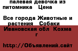 палевая девочка из питомника › Цена ­ 40 000 - Все города Животные и растения » Собаки   . Ивановская обл.,Кохма г.